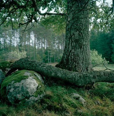 Blick von oben auf grüne Pflanzen