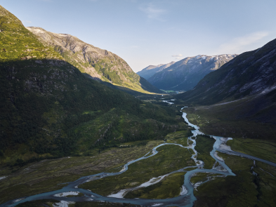 Blick von oben auf grüne Pflanzen